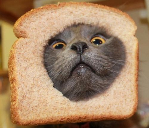 inbread-cat.jpg